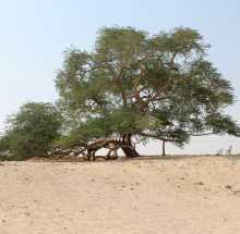 TREE OF LIFE